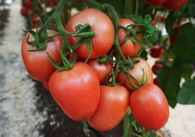 Семена томат \"Агата\" купить по цене 42 ₽ в интернет-магазине KazanExpress