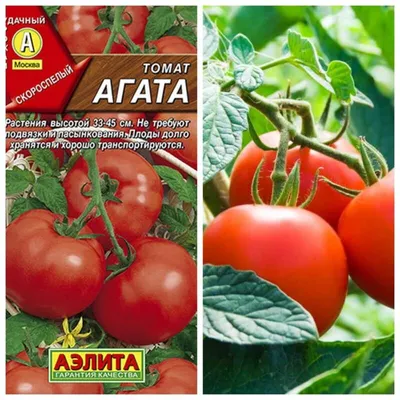 Семена Томат \"Агата\", 0,1 г (5464196) - Купить по цене от 8.60 руб. |  Интернет магазин SIMA-LAND.RU