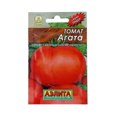 Чем подкормить и как поливать помидоры, чтобы они быстрее покраснели и  созрели и были вкусными: когда собирать томаты, что положить для ускорения  созревания - 12 июля 2023 - v1.ru