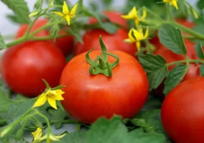 Отзыв о Семена томата Поиск \"Розовый агат\" | Купили для выращивания на  балконе