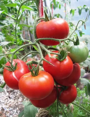 5 лучших ранних сортов томатов для открытого грунта | Виктория Радзевская -  Дачные секреты | Дзен