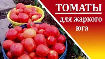 Семена томат Агата низкорослый (25 семян) (ID#983644619), цена: 9 ₴, купить  на Prom.ua