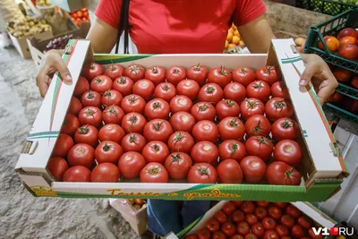 Что такое детерминантные и индетерминантные сорта помидоров: когда сажать  помидоры на рассаду, лучшие и урожайные сорта томатов - 2 апреля 2023 -  76.ru