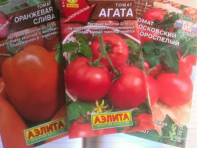 Агата - А — сорта томатов - tomat-pomidor.com - отзывы на форуме | каталог