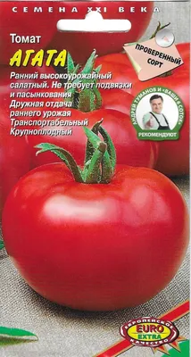 Сколько стоят помидоры в Волгограде и откуда везут томаты - 19 июня 2022 -  v1.ru