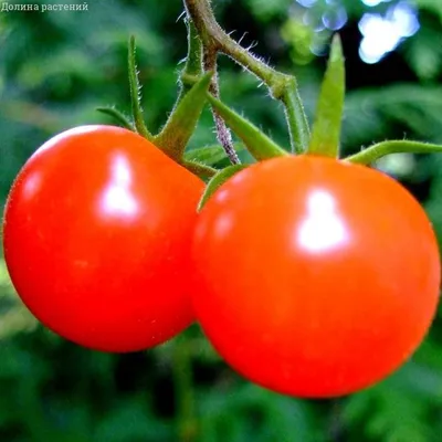 Садовод Семена томатов помидоры Агата 1 шт