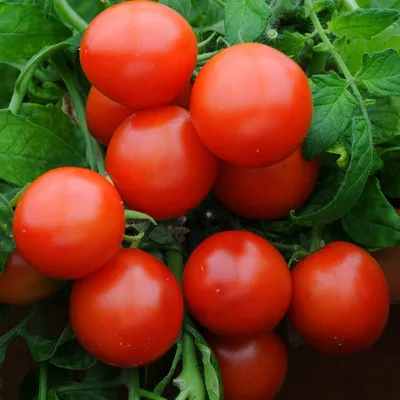 Как правильно выращивать помидоры, самые распространенные болезни томатов -  22 июля 2021 - НГС24