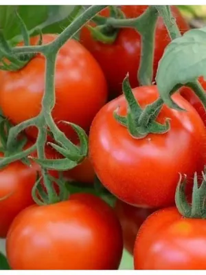 Купить семена томата Агата в Минске доставка почтой РБ