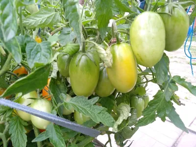 Семена томатов Агата 0,2 г - купить в интернет магазине Good Harvest