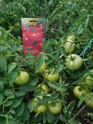 Садовод Семена томатов помидоры Агата 1 шт