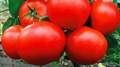 ТОП сортов и гибридов томатов для длительного хранения | НПО «Сады России»  — когда сад в удовольствие! | Дзен