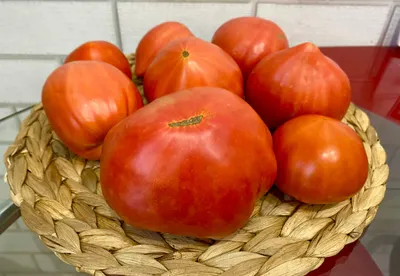 Краснеют помидоры, растут арбузы. | С камерой в руках. | Дзен