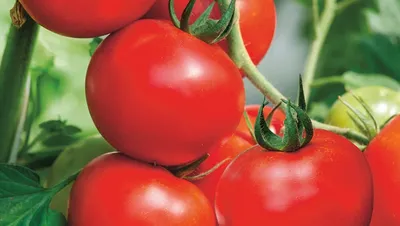 Купить помидоры по выгодной цене от Novus