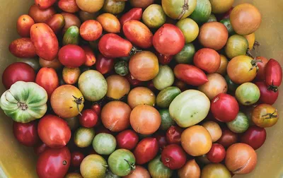 Экспертиза томатов: выбрали лучшие помидоры из тех, что продают в магазинах