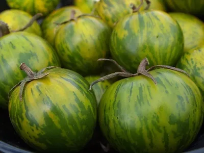 Можно выращивать как помидоры. В Гродненской области арбузы «научились»  созревать к середине лета — Блог Гродно s13