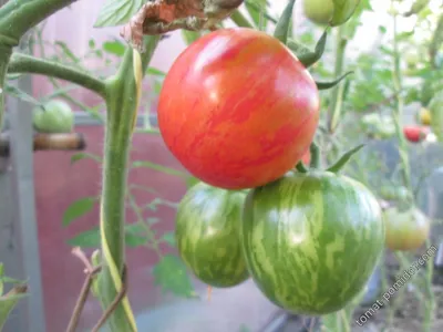 Арбузик от Гусева - Альбомы - tomat-pomidor.com