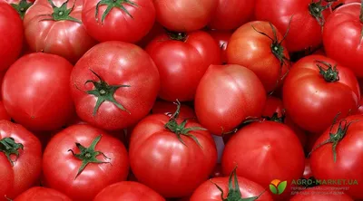 Как выбрать сорт томатов для выращивания в открытом грунте