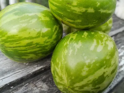 \"Сердечные\" помидоры-черри и \"бессрочные\" арбузы - новинки овощного рынка  Израиля