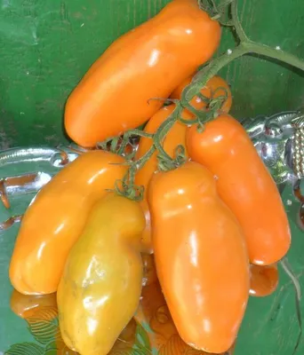 1 уп Томат Аурия желтая с оригинальной формой плода, вкусные мясистые  высокоурожайные | AliExpress