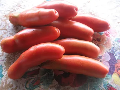 Отзыв о Семена томатов Наш Сад \"Аурия\" | Оригинальный высокоурожайный сорт  томатов, который почему-то не продают в специализировах магазинах