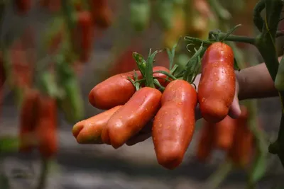Агрофирма «НАШ САД» Семена томатов КИСТЕВОЙ Аурия