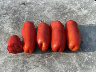 Лучшие сорта томатов для теплицы — рейтинг томатов для теплиц