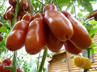 Семена томатов Аурия - Сортовые семена Mr.Pomidor