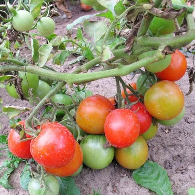 Томат Аурия: описание сорта помидора Женское Счастье