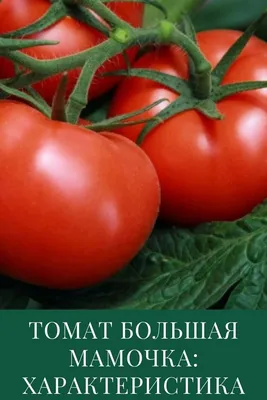 Томат Большая мамочка: характеристика и описание сорта в 2023 г | Помидоры,  Выращивание томатов