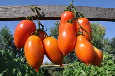 Семена томата Большая Мама - Pomidorki
