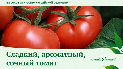 Подводим итоги лета с блогерами: как показал себя томат Большая мамочка |  Новости (Огород.ru)