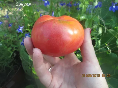 Раннеспелый томат \"Большая мамочка\" - один из лучших сортов для  любительских огородов. - YouTube
