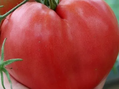 Большая мамочка — Семена редких сортов томатов