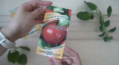 Семена Розовые томаты \"Большая медведица\", крупноплодный, скороспелый  купить по цене 55 ₽ в интернет-магазине KazanExpress