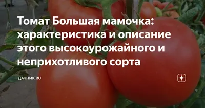 Вырастила один раз низкорослые томаты, и не смогла больше от них  отказаться. Топ самых лучших детерминантных томатов» — Яндекс Кью