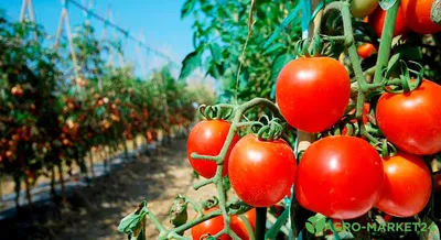 Всем томатам томат | Статьи журнала \"Сады и огороды Приморья\"