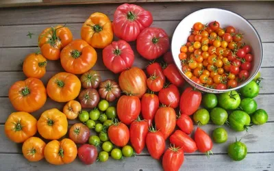 Полив помидор: как часто поливать помидоры - Agro-Market24