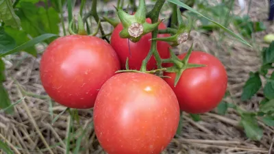 Обзор детерминантных томатов - 3 | Пикабу