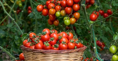 Сорт томатов Большая мамочка, описание, характеристика и отзывы, а также  особенности выращивания