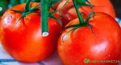 https://www.ogorod.ru/ru/ogorod/tomats/19758/Samye-sladkie-i-sochnye-15-sortov-i-gibridov-tomatov-kotoryje-vkusnee-vsego-est-svezhimi.htm