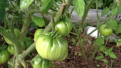 Большая мама (Big Mama) | Семена редких сортов томатов