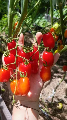 Семена томата Гавриш, Веселый сосед. - «Вкусные помидоры необычной формы.»  | отзывы