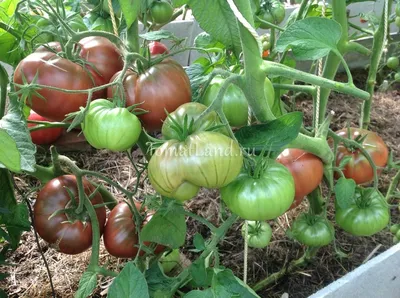 Семена томата Черный Мавр, 50г: купить оптом, цена 159,60 ₴/упаковка - 7  Соток