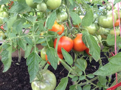 Плоды томатов наливаются на глазах после этой подкормки: дачник раскрыл  свой метод