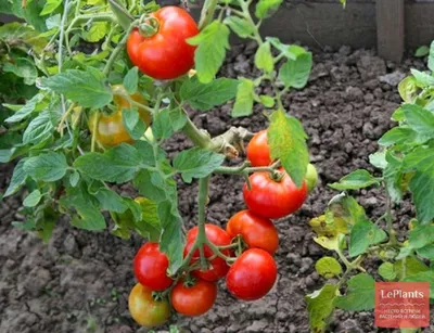 Самый трудолюбивый дачник Брянска вырастил помидоры с характерным вкусом |  Брянские новости