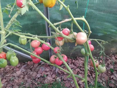 Эксперт назвал 2 идеальных сорта помидоров для дачников: семена раскупают  уже зимой - Newsbash.ru