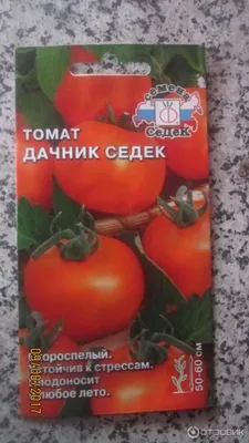 Живучие и болезнеустойчивые: сорт томатов, на который молятся дачники