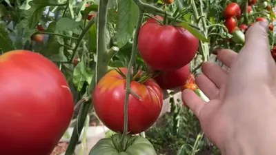 Опытный дачник: «Все помидоры на вкус одинаковые. Разницы нет никакой!» А  мы поспорили с ним | Есть время под солнцем | Дзен
