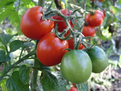 Отзыв о Семена томата СеДек \"Дачник\" | Урожайно, но погода подвела...