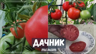 Заморозки приближаются: дачники рассказывают, как согреть помидоры —  TOMSK.RU